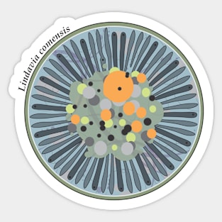 Diatom - Lindavia comensis (scientific) Sticker